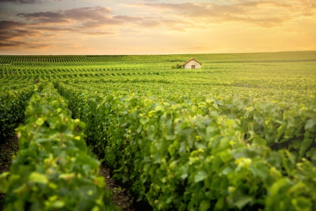 Bourgogne | Stort udvalg af Bourgogne vine