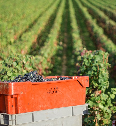 Domaine Frederic Esmonin