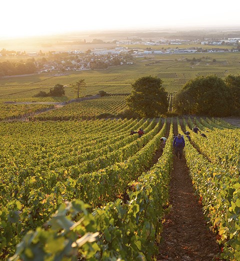 Domaine De La Vougeraie