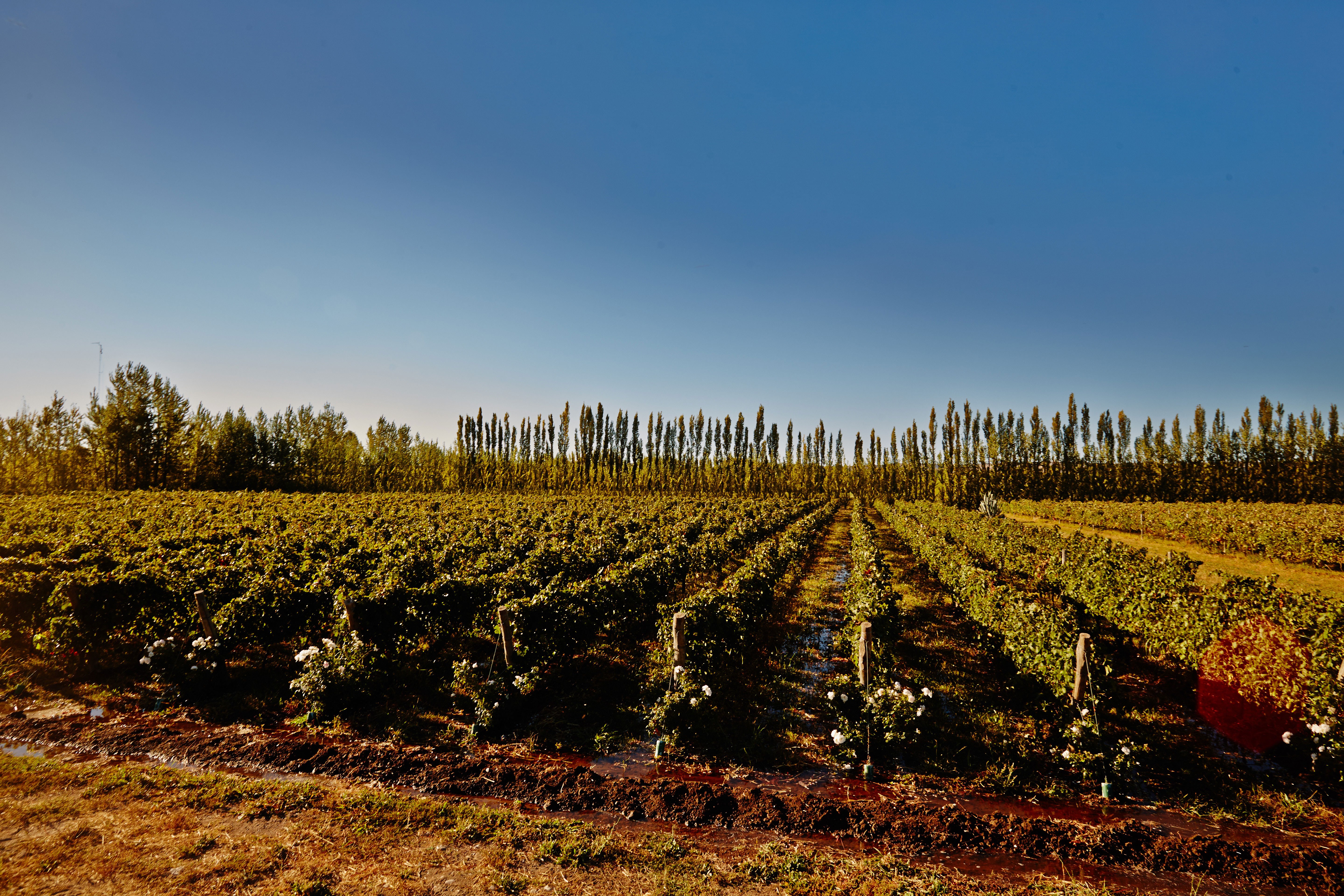 Bodega Chacra