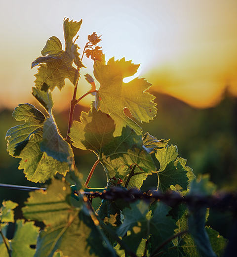 Weingut Künstler